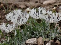 Centaurea pindicola 3, Saxifraga-Harry Jans