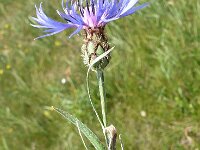 Centaurea tuberosa 2, Saxifraga-Jasenka Topic