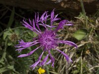 Centaurea uniflora 2, Saxifraga-Willem van Kruijsbergen