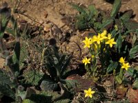 Centaurium maritimum 2, Saxifraga-Piet Zomerdijk