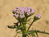 Centranthus calcitrapae 3, Saxifraga-Willem van Kruijsbergen