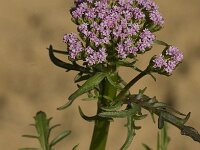Centranthus calcitrapae 4, Saxifraga-Jan van der Straaten