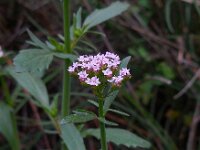Centranthus calcitrapae 7, Saxifraga-Ed Stikvoort
