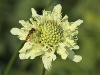 Cephalaria gigantea 4, Saxifraga-Peter Meininger