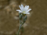 Cerastium tomentosum 5, Viltige hoornbloem, Saxifraga-Jan van der Straaten