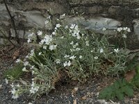 Cerastium tomentosum 6, Viltige hoornbloem, Saxifraga-Willem van Kruijsbergen