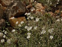 Cerastium tomentosum 7, Viltige hoornbloem, Saxifraga-Annemiek Bouwman