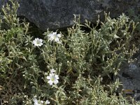Cerastium tomentosum 8, Viltige hoornbloem, Saxifraga-Willem van Kruijsbergen