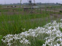 Cerastium tomentosum 9, Viltige hoornbloem, Saxifraga-Jelle van Dijk