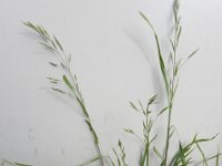 Ceratochloa cathartica 2, Paardengras, Saxifraga-Ed Stikvoort