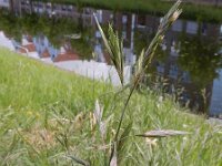 Ceratochloa cathartica 3, Paardengras, Saxifraga-Ed Stikvoort