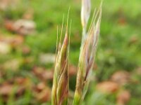 Ceratochloa sitchensis 3, Saxifraga-Rutger Barendse