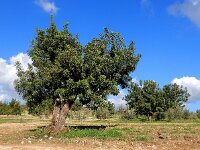 Ceratonia siliqua 10, Saxifraga-Ed Stikvoort
