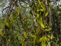 Ceratonia siliqua 11, Saxifraga-Ed Stikvoort