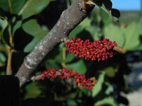 Ceratonia siliqua 13, Saxifraga-Ed Stikvoort