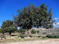 Ceratonia siliqua 14, Saxifraga-Ed Stikvoort
