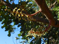 Ceratonia siliqua 15, Saxifraga-Ed Stikvoort
