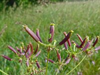 Chaerophyllum aromaticum 2, Saxifraga-Hans Grotenhuis