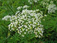 Chaerophyllum aromaticum 5, Saxifraga-Hans Grotenhuis