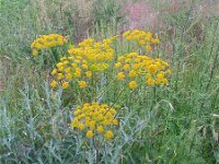 Chaerophyllum coloratum 3, Saxifraga-Jasenka Topic