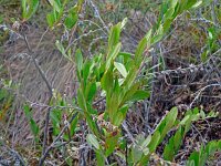 Chamaedaphne calyculata 4, Saxifraga-Hans Grotenhuis