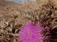 Chamaeleon gummifer 2, Saxifraga-Ed Stikvoort