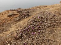 Chamaeleon gummifer 3, Saxifraga-Ed Stikvoort