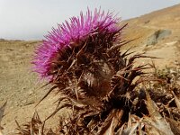 Chamaeleon gummifer 8, Saxifraga-Ed Stikvoort