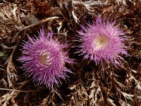 Chamaeleon gummifer 9, Saxifraga-Ed Stikvoort