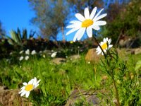 Chamaemelum fuscatum 3, Saxifraga-Ed Stikvoort