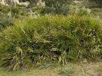 Chamaerops humilis 20, Saxifraga-Willem van Kruijsbergen