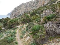Chamaerops humilis 27, Saxifraga-Ed Stikvoort