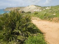 Chamaerops humilis 9, Saxifraga-Jan van der Straaten