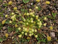 Chamaesciadium acaule 2, Saxifraga-Ed Stikvoort