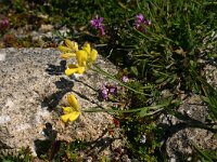 Chamaespartium sagittale 2, Saxifraga-Dirk Hilbers