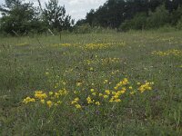 Chamaespartium sagittale 3, Saxifraga-Willem van Kruijsbergen