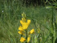 Chamaespartium sagittale 8, Saxifraga-Jeroen Willemsen