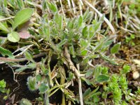 Chamaespartium sagittale 9, Saxifraga-Rutger Barendse