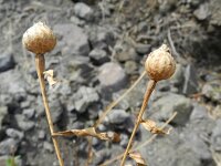 Cheirolophus falcisectus 2, Saxifraga-Rutger Barendse
