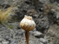 Cheirolophus falcisectus 3, Saxifraga-Rutger Barendse