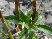 Cheirolophus falcisectus 4, Saxifraga-Rutger Barendse