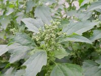 Chenopodiastrum murale 14, Muurganzenvoet, Saxifraga-Rutger Barendse