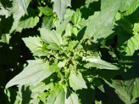 Chenopodiastrum murale 15, Muurganzenvoet, Saxifraga-Rutger Barendse