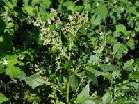 Chenopodiastrum murale 16, Muurganzenvoet, Saxifraga-Rutger Barendse