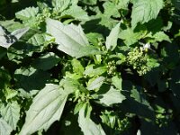 Chenopodiastrum murale 17, Muurganzenvoet, Saxifraga-Rutger Barendse