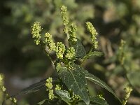 Chenopodiastrum murale 2, Muurganzenvoet, Saxifraga-Willem van Kruijsbergen