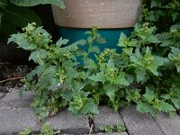 Chenopodiastrum murale 22, Muurganzenvoet, Saxifraga-Ed Stikvoort