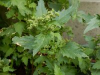 Chenopodiastrum murale 25, Muurganzenvoet, Saxifraga-Ed Stikvoort