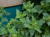 Chenopodiastrum murale 26, Muurganzenvoet, Saxifraga-Ed Stikvoort