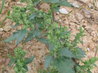 Chenopodiastrum murale 4, Muurganzenvoet, Saxifraga-Rutger Barendse